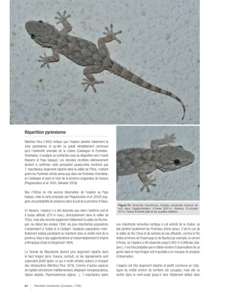 Les reptiles des Pyrénées