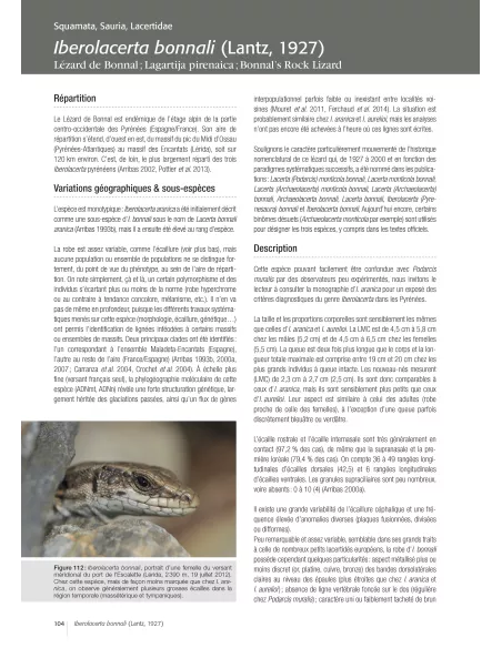 Les reptiles des Pyrénées