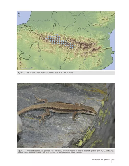 Les reptiles des Pyrénées