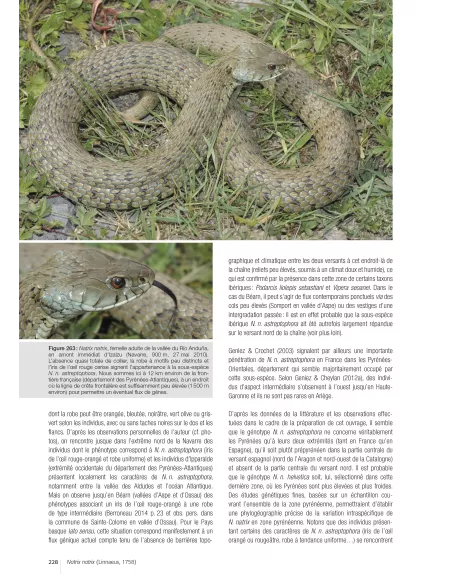 Les reptiles des Pyrénées