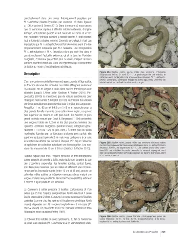 Les reptiles des Pyrénées