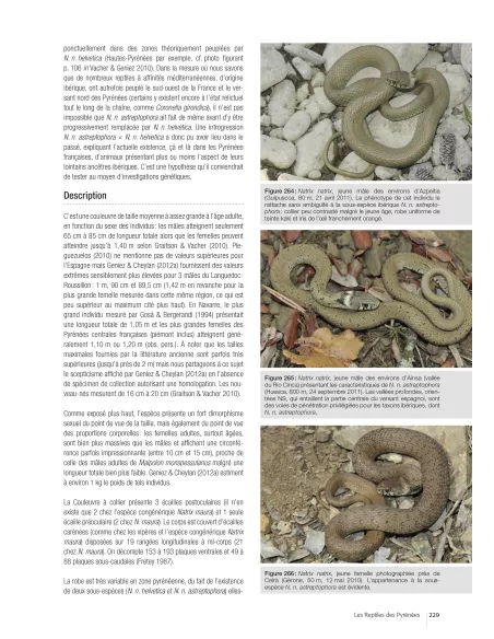 Les reptiles des Pyrénées