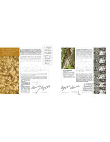 Speed flyers - Le vol des insectes révélé