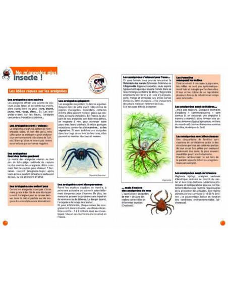 Dans les yeux des araignées errantes