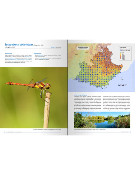Les libellules de Provence-Alpes-Côte d’Azur