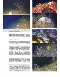 Guide De La Faune Profonde De La Mer Méditerranée Explorations Des Roches Et Canyons Sous Marins Des Côtes Françaises - 