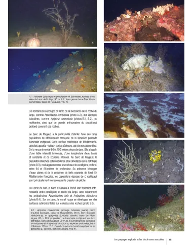 Guide de la faune profonde de la mer Méditerranée - Explorations des roches et canyons sous-marins des côtes Françaises