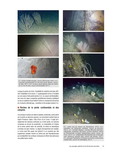Guide de la faune profonde de la mer Méditerranée - Explorations des roches et canyons sous-marins des côtes Françaises