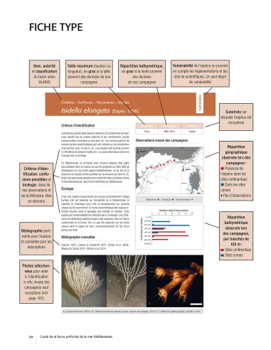 Guide de la faune profonde de la mer Méditerranée - Explorations des roches et canyons sous-marins des côtes Françaises