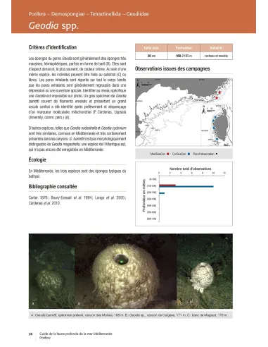 Guide de la faune profonde de la mer Méditerranée - Explorations des roches et canyons sous-marins des côtes Françaises
