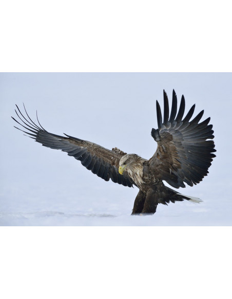 Taïga - Regard Du Vivant