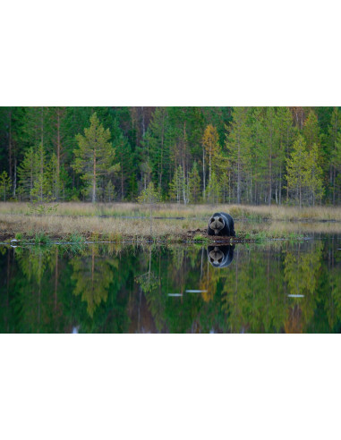 Taïga - Regard Du Vivant