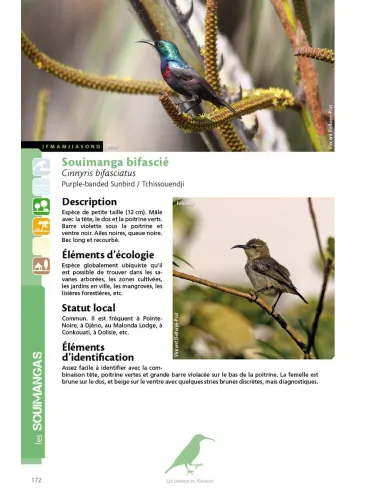 Les oiseaux du Kouilou