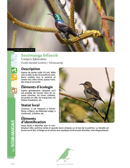 Les oiseaux du Kouilou