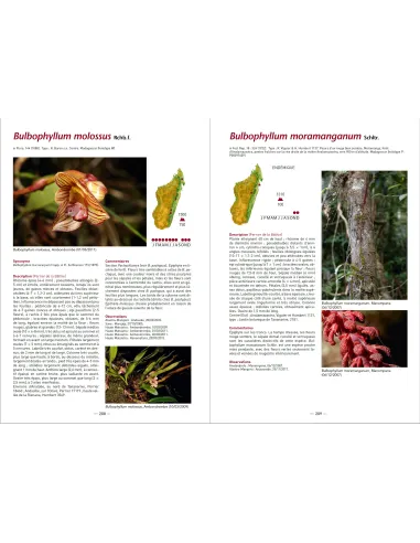 A la recherche des Orchidées de Madagascar