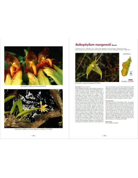 A la recherche des Orchidées de Madagascar