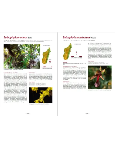 A la recherche des Orchidées de Madagascar