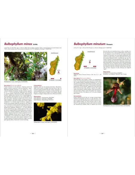 A la recherche des Orchidées de Madagascar