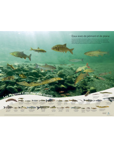 Poster poissons - eaux vives de plaine