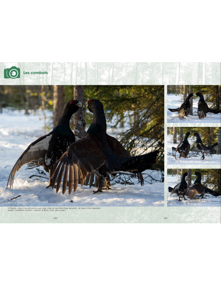 Souscription - Le grand Tétras