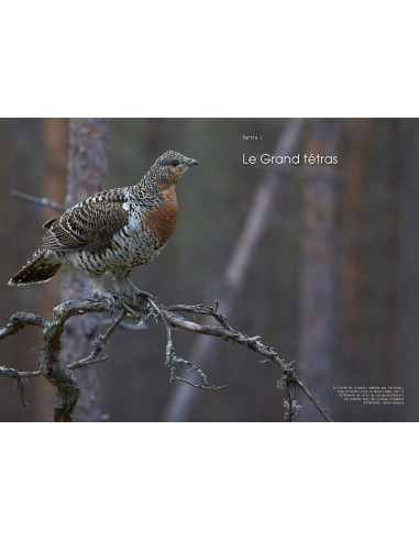 Souscription - Le grand Tétras
