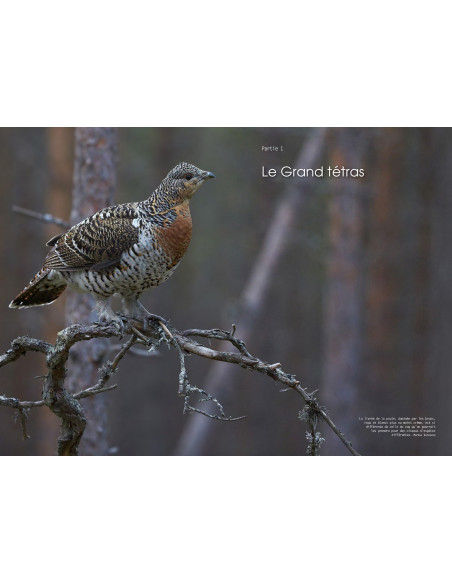 Souscription - Le grand Tétras