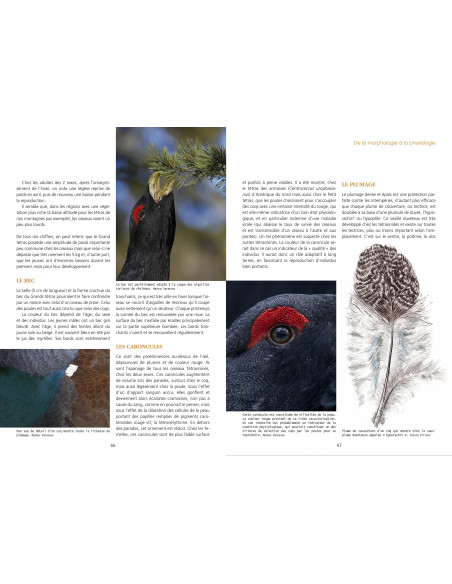 Souscription - Le grand Tétras