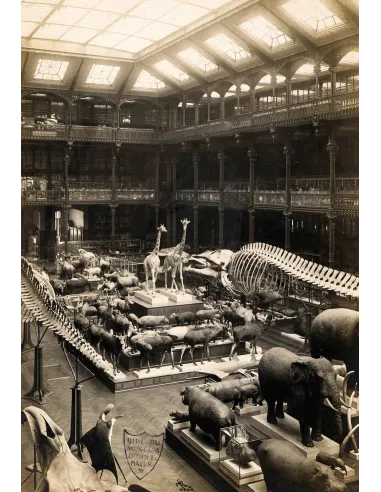 Le spécimen et le collecteur - Savoirs naturalistes, pouvoirs et altérités (18ème-20ème siècles)