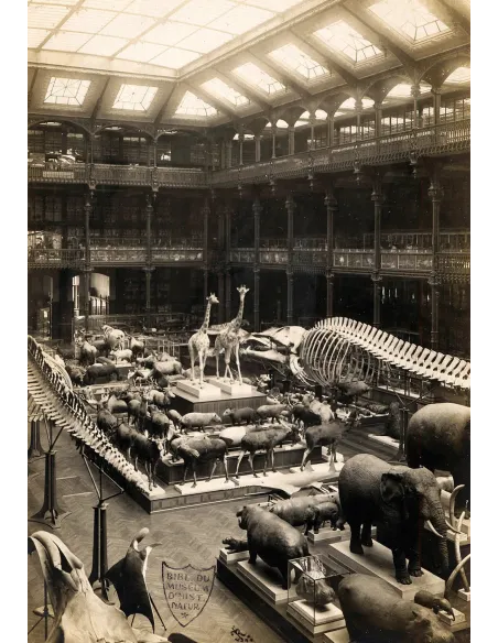 Le spécimen et le collecteur - Savoirs naturalistes, pouvoirs et altérités (18ème-20ème siècles)