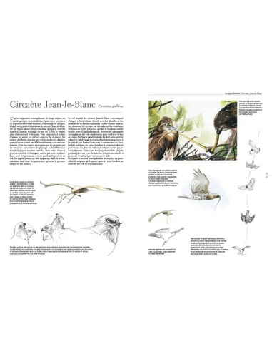 Le comportement des oiseaux d'Europe