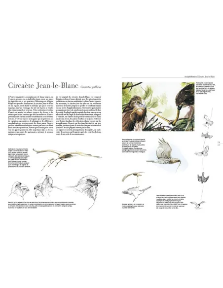 Le comportement des oiseaux d'Europe