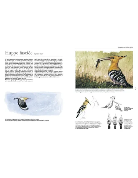 Le comportement des oiseaux d'Europe