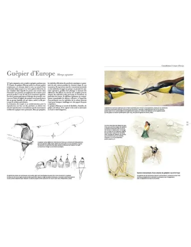 Le comportement des oiseaux d'Europe