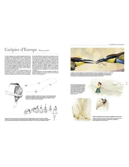 Le comportement des oiseaux d'Europe