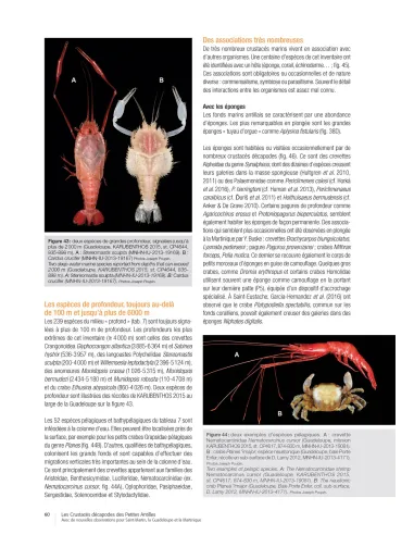Les crustacés décapodes des Petites Antilles - Avec de nouvelles observations pour Saint-Martin, la Guadeloupe et la Martinique