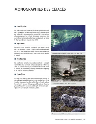 Atlas des oiseaux marins et cétacés du Sud Gascogne - De l'estuaire de la Gironde à la Bidassoa