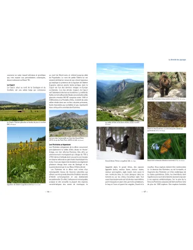 A la decouverte des orchidées en Languedoc et Pays Catalan