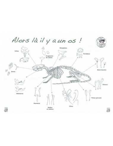 Pelotes! - Décortiquer et déterminer...