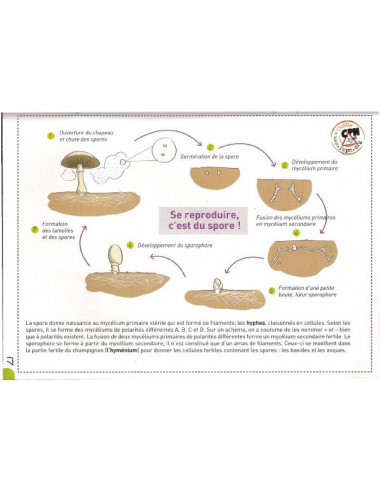 Le règne des champignons