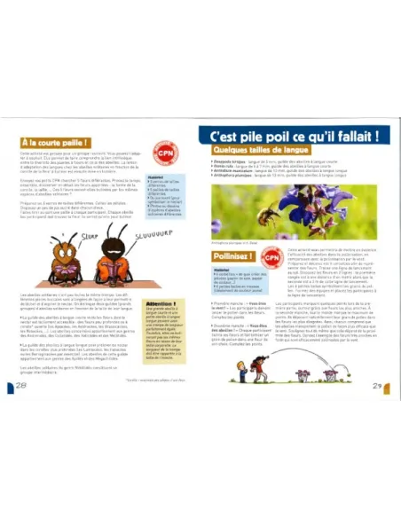 A la rencontre des abeilles solitaires