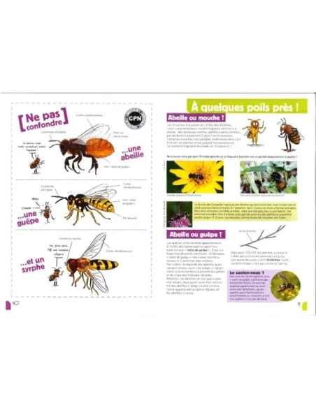 A la rencontre des abeilles solitaires