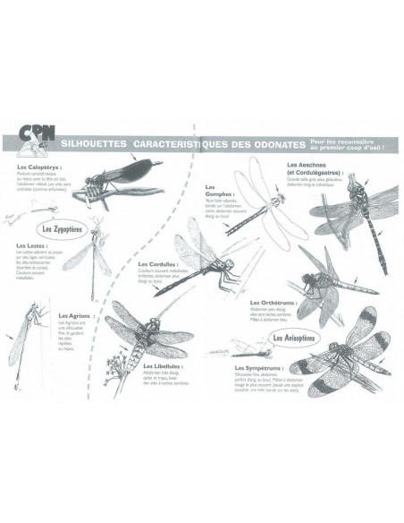 A la rencontre des libellules