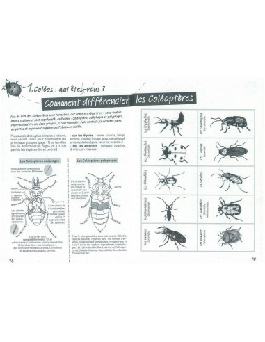 A la rencontre des coléoptères