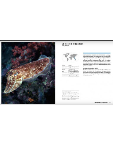 Classification/MOLLUSQUES DE MEDITERRANEE/CEPHALOPODES/poulpe-longs-bras