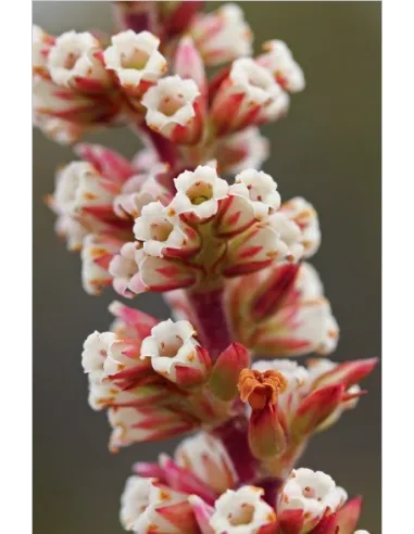 L'odyssée des plantes sauvages et...