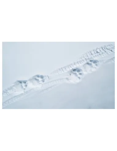 Tibet - En harmonie avec la Panthère...