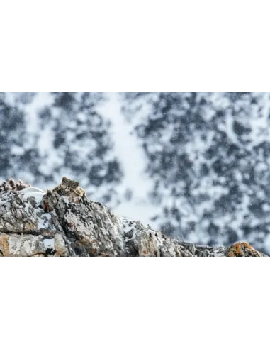 Tibet - En harmonie avec la Panthère...