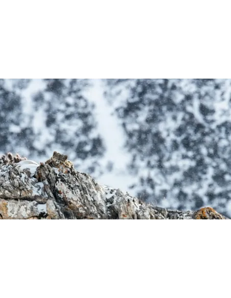 Tibet - En harmonie avec la Panthère des neiges / In harmony with the Snow leopard