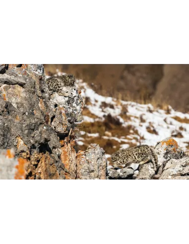 Tibet - En harmonie avec la Panthère...