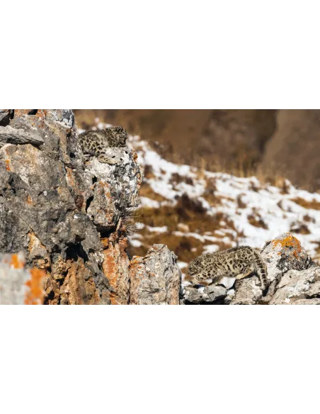 Tibet - En harmonie avec la Panthère des neiges / In harmony with the Snow leopard